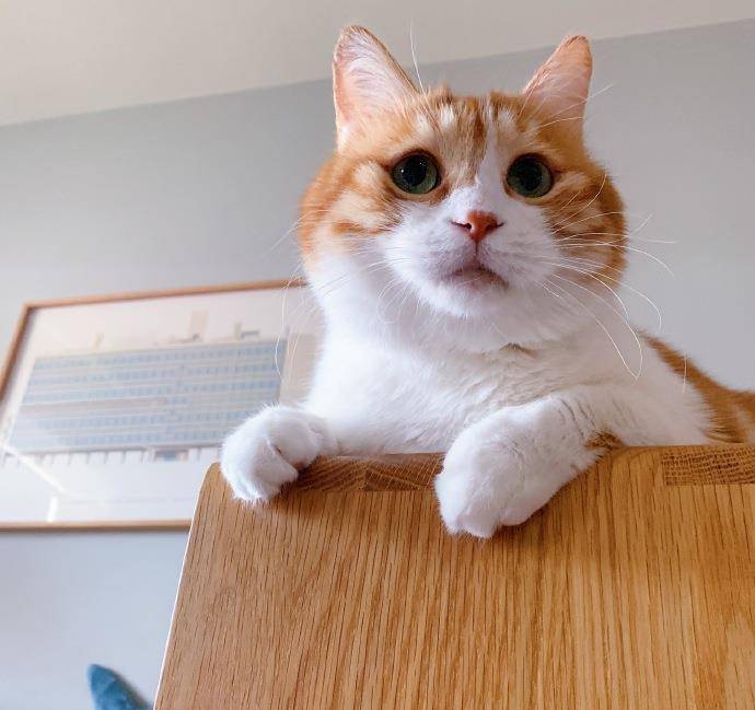 喵主必知！猫咪的3个生活习性_阿黄