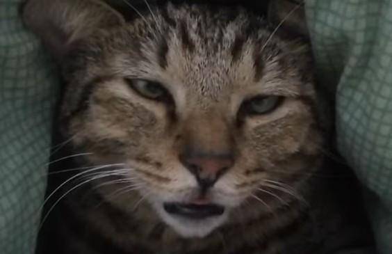 狸花猫睡觉就翻白眼,主人偷偷拍下来吐槽,这个样子一点都不正经 狸花猫睡觉就翻白眼,主人偷偷拍下来吐槽,这个样子一点都不正经