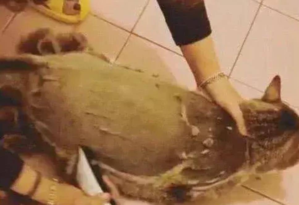 橘猫肚子越来越大,主人以为怀孕了,刮掉毛后主人笑喷了 橘猫肚子越来越大,主人以为怀孕了,刮掉毛后主人笑喷了