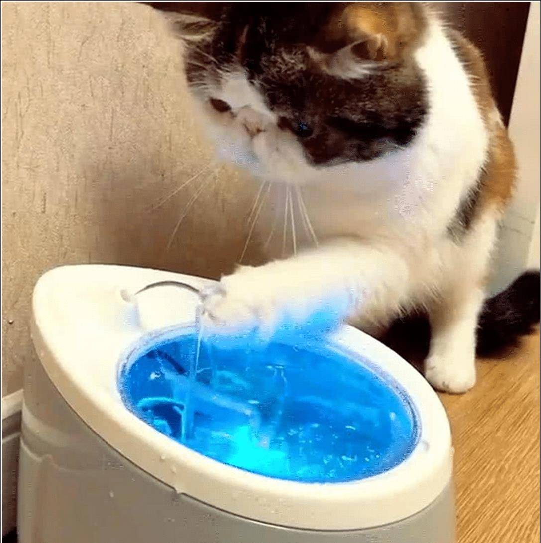 给猫咪买了个饮水机，以为它知道怎么用，结果猫咪的举动就像二哈