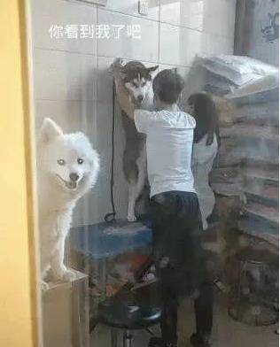 哈士奇洗澡太闹腾，被强摁在墙上，萨摩耶笑到：被壁咚了 
