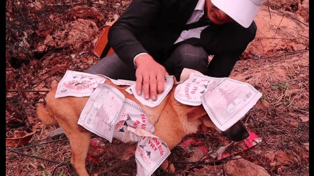 几名熊孩子对狗恶作剧,用粘蝇板贴满了它全身,它站在原地好无助 几名熊孩子对狗恶作剧,用粘蝇板贴满了它全身,它站在原地好无助