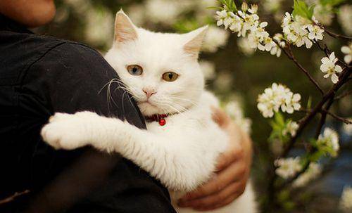 正确抱猫方法 aa29a61b55654ac690cb9a119e8ae08c.jpeg