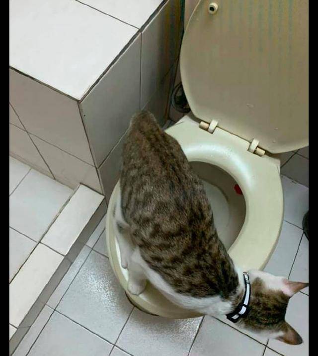 猫咪对家里的马桶情有独钟,总是伸头往里面看,猫:什么味道? 猫咪对家里的马桶情有独钟,总是伸头往里面看,猫:什么味道?