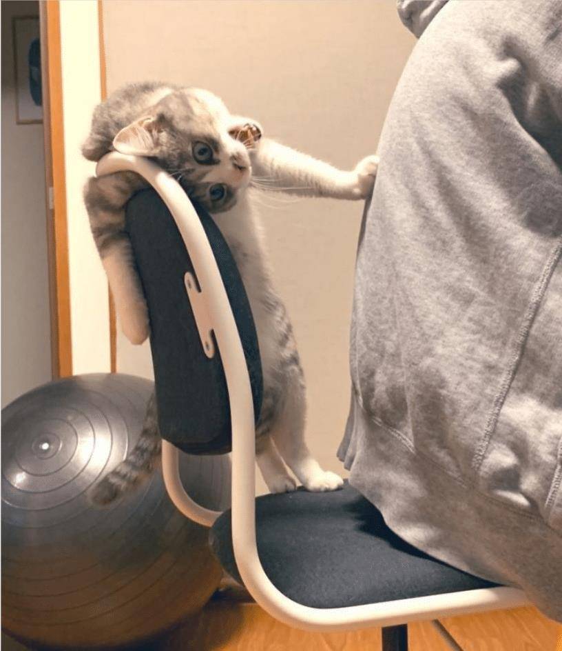 猫咪不要主人坐新买的椅子,它推主人时的表情太搞笑了,要成精了 猫咪不要主人坐新买的椅子,它推主人时的表情太搞笑了,要成精了