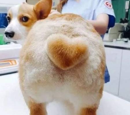 一针|饲养“柯基犬”，一个月大概需要花多少钱？