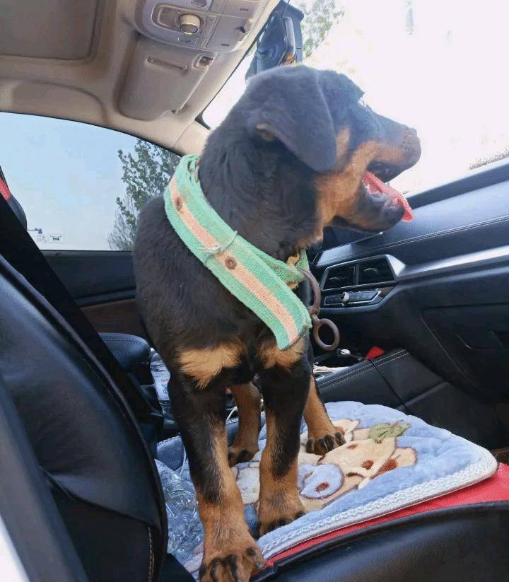 坐副驾驶不系安全带扣多少钱 c0c468c66cbb467ca97d063643220b9f.jpeg