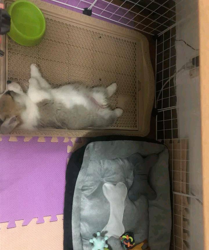 厕所|柯基有特殊癖好,好好的狗窝不睡,非得睡在这种地方