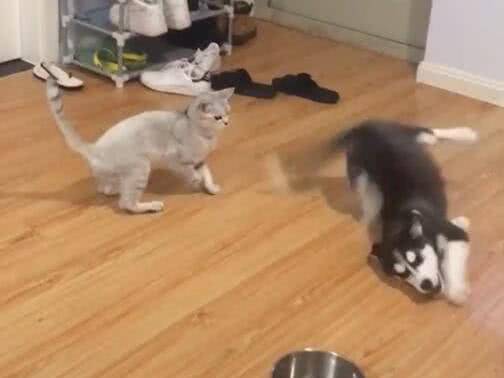 哈士奇跟猫咪对决,二哈却戏精附体,猫咪:主人这货是假摔的! 哈士奇跟猫咪对决,二哈却戏精附体,猫咪:主人这货是假摔的!