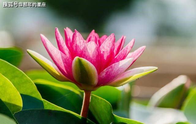 8月6 10日财运攀升 3生肖 好孕 乘风来 天天开口笑 福德