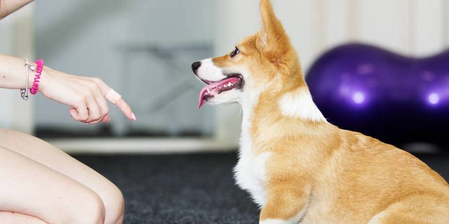 一针|饲养“柯基犬”，一个月大概需要花多少钱？