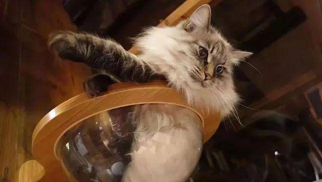 猫是“独行侠”所以不怕孤独？70%的猫可能会患上分离焦虑症！