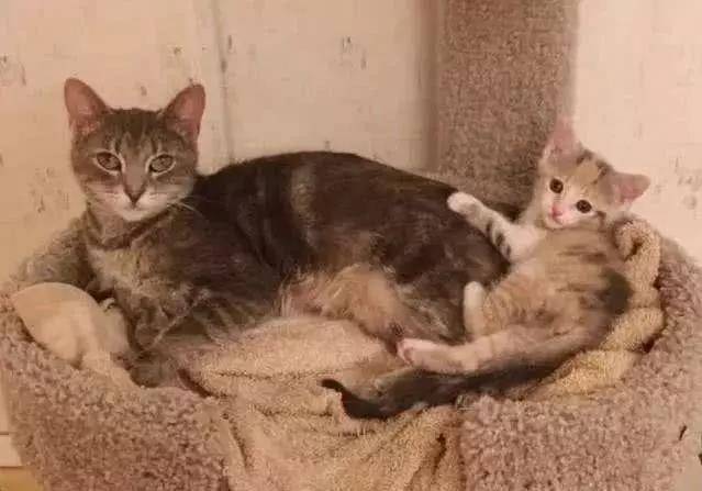 流浪猫妈带孩子上街讨食，却被其他猫袭击，阿姨看不下去直接收编