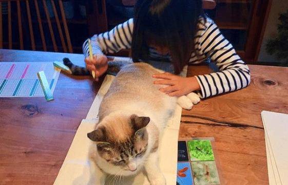 猫咪试图阻止小主人写作业，最后却被她给打败了，猫：谁还不是个宝宝