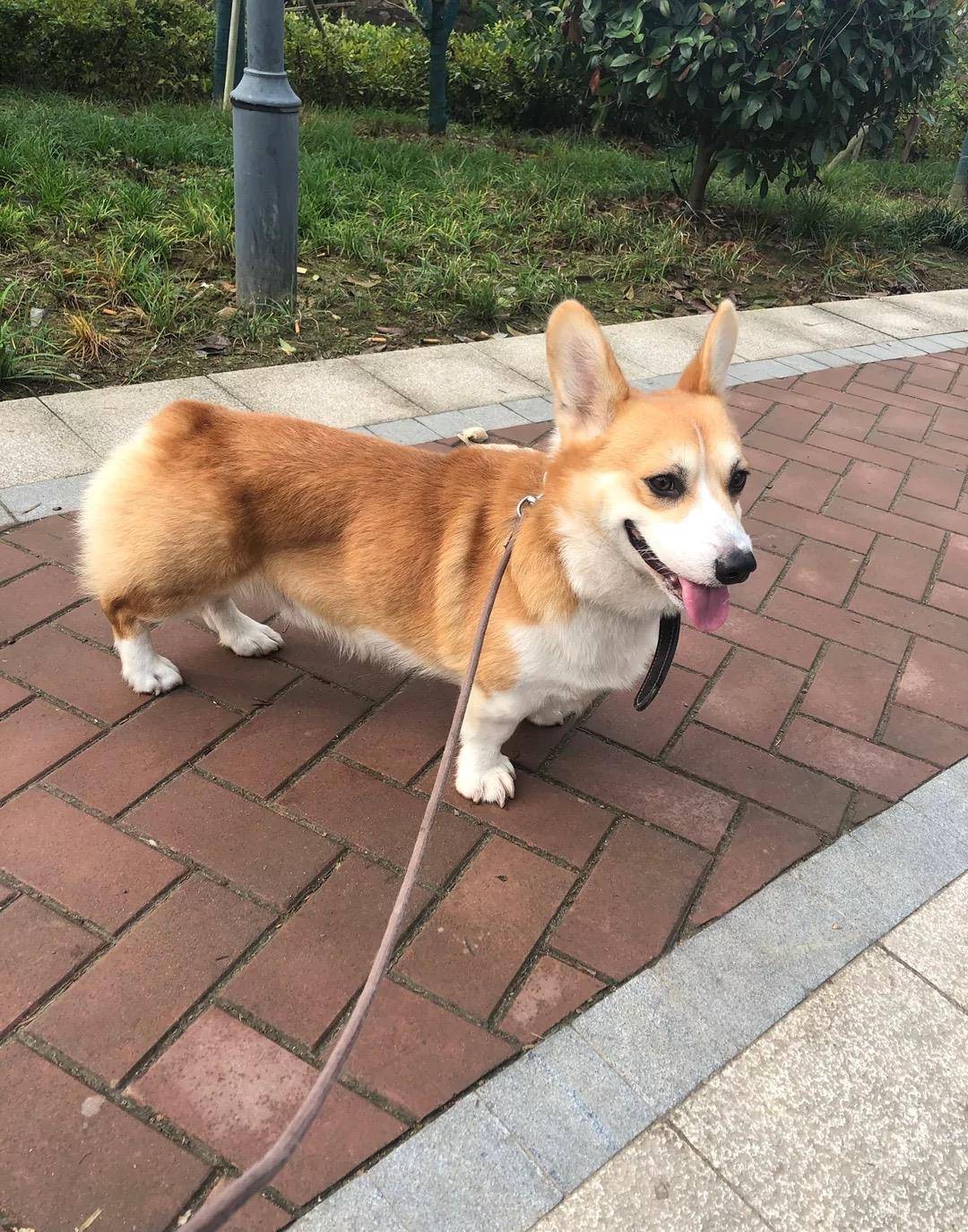 因为|柯基的六个优点