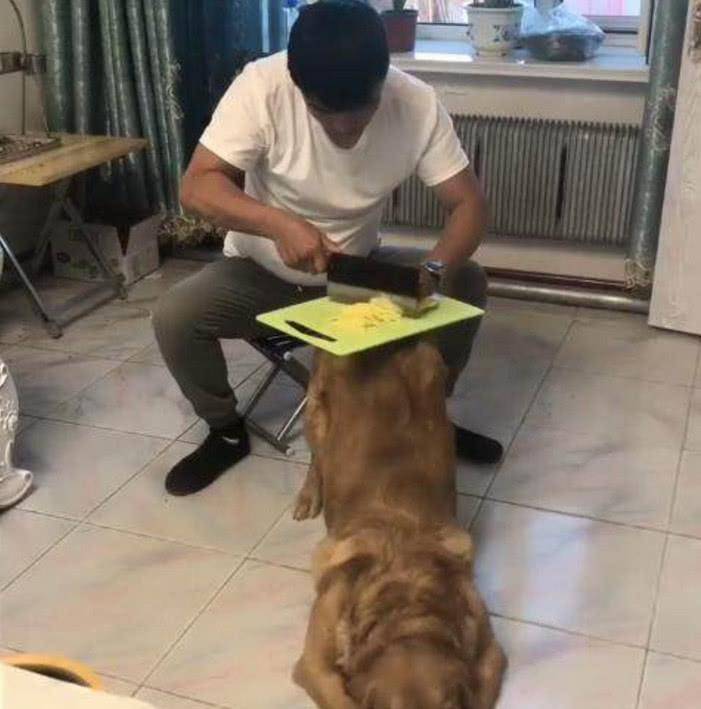 狗狗聪明乖巧善解人意，可惜遇上二货主人，这表情简直绝了