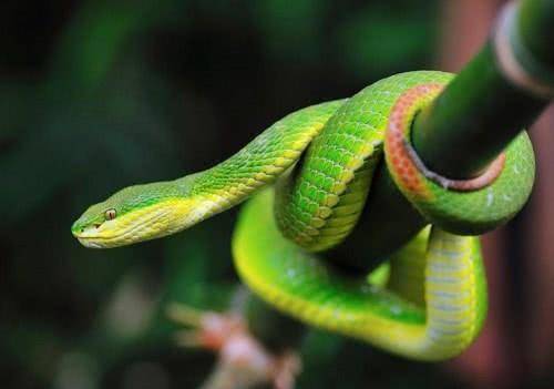 蛇是什么颜色的眼睛 40afdce540ae4953bd8336a6bdb7b471.jpeg