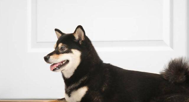 狗为啥不喜欢吃水果 5e1f231bc8f74d11aa726fb5310e9a93.jpeg