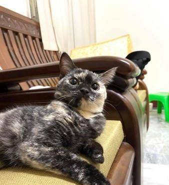 免费送猫会不吉利吗 85de4bd58b43403398011b4f025a3686.jpeg