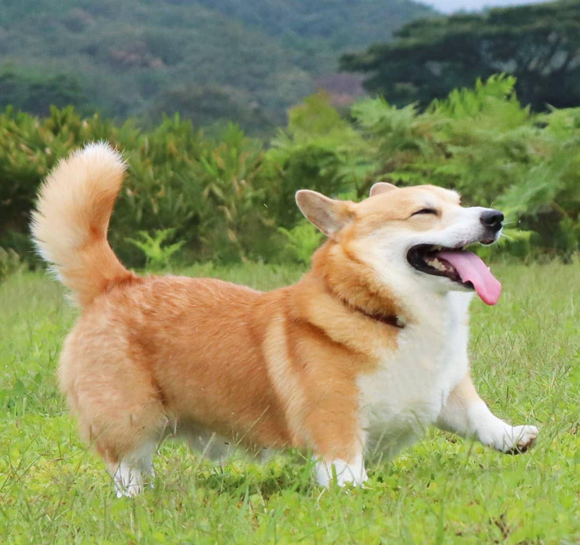 Gen|表情包柯基不敌病魔，5年来一直分享快乐！主人：开心送它离开