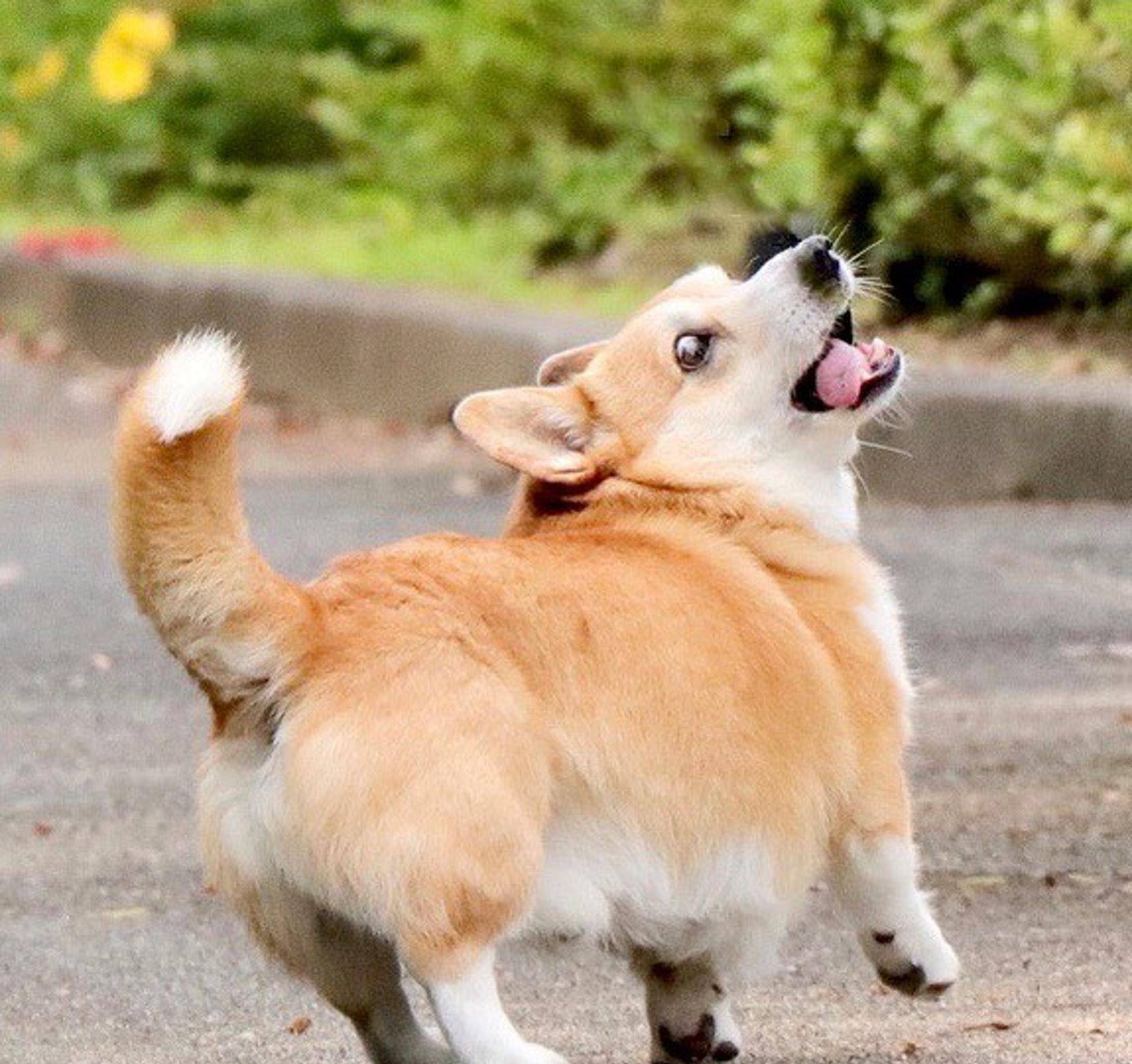 Gen|表情包柯基不敌病魔，5年来一直分享快乐！主人：开心送它离开