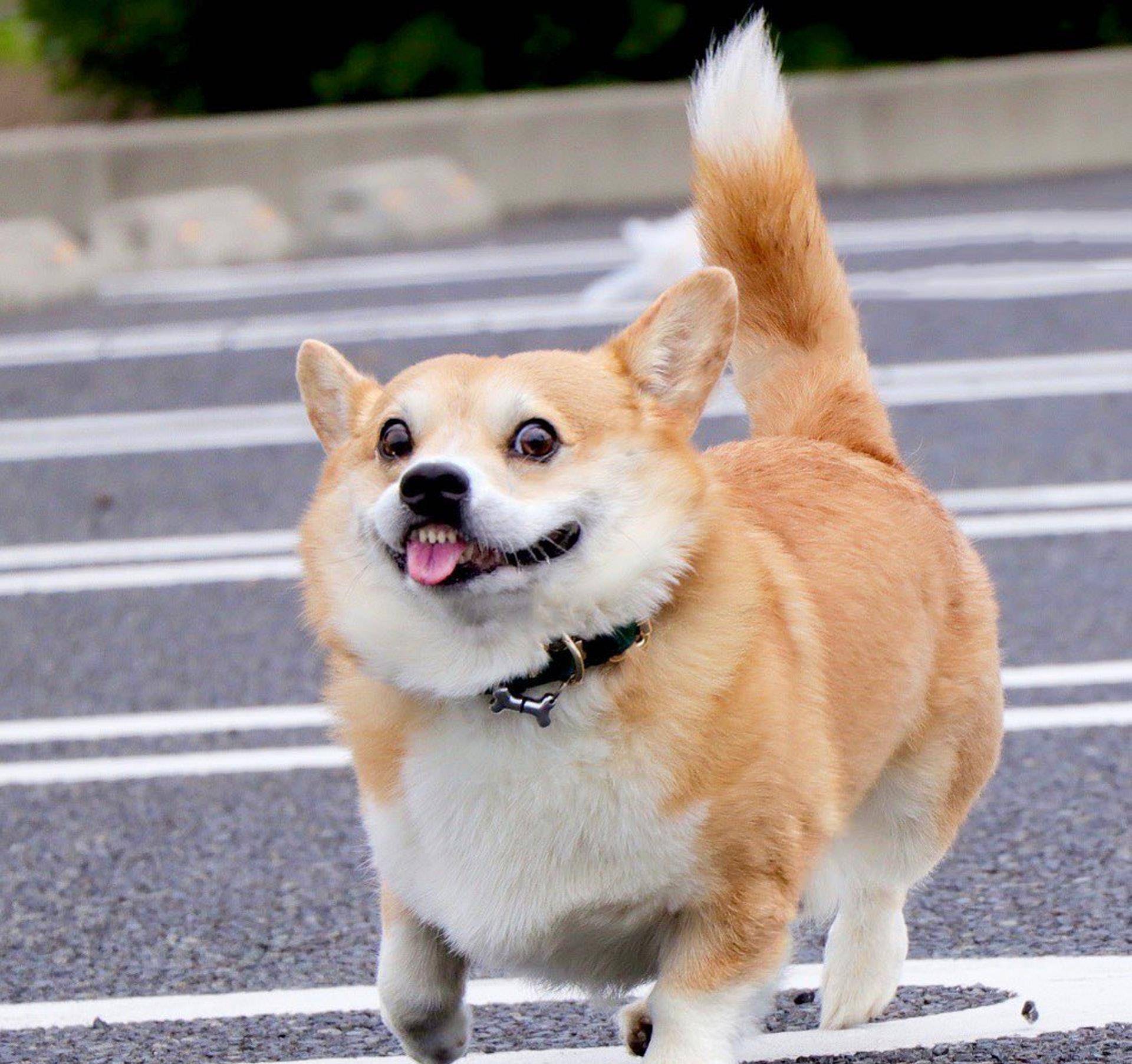 Gen|表情包柯基不敌病魔，5年来一直分享快乐！主人：开心送它离开