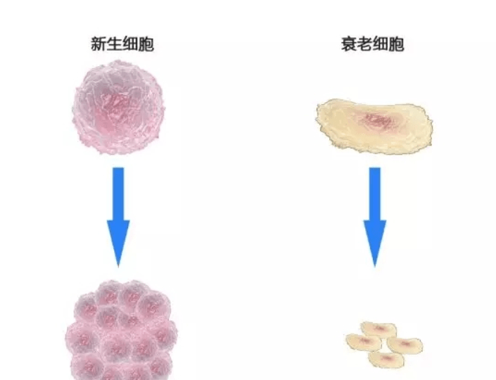 人体|干细胞填充面部的危害是真的吗？干细胞去皱纹可靠吗？一文解析！