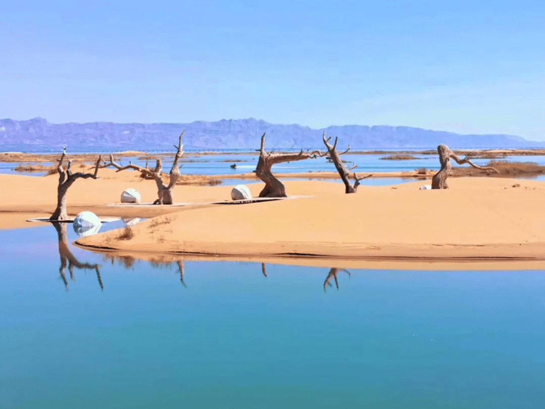 乌海|一湖一沙漠,一树一修行