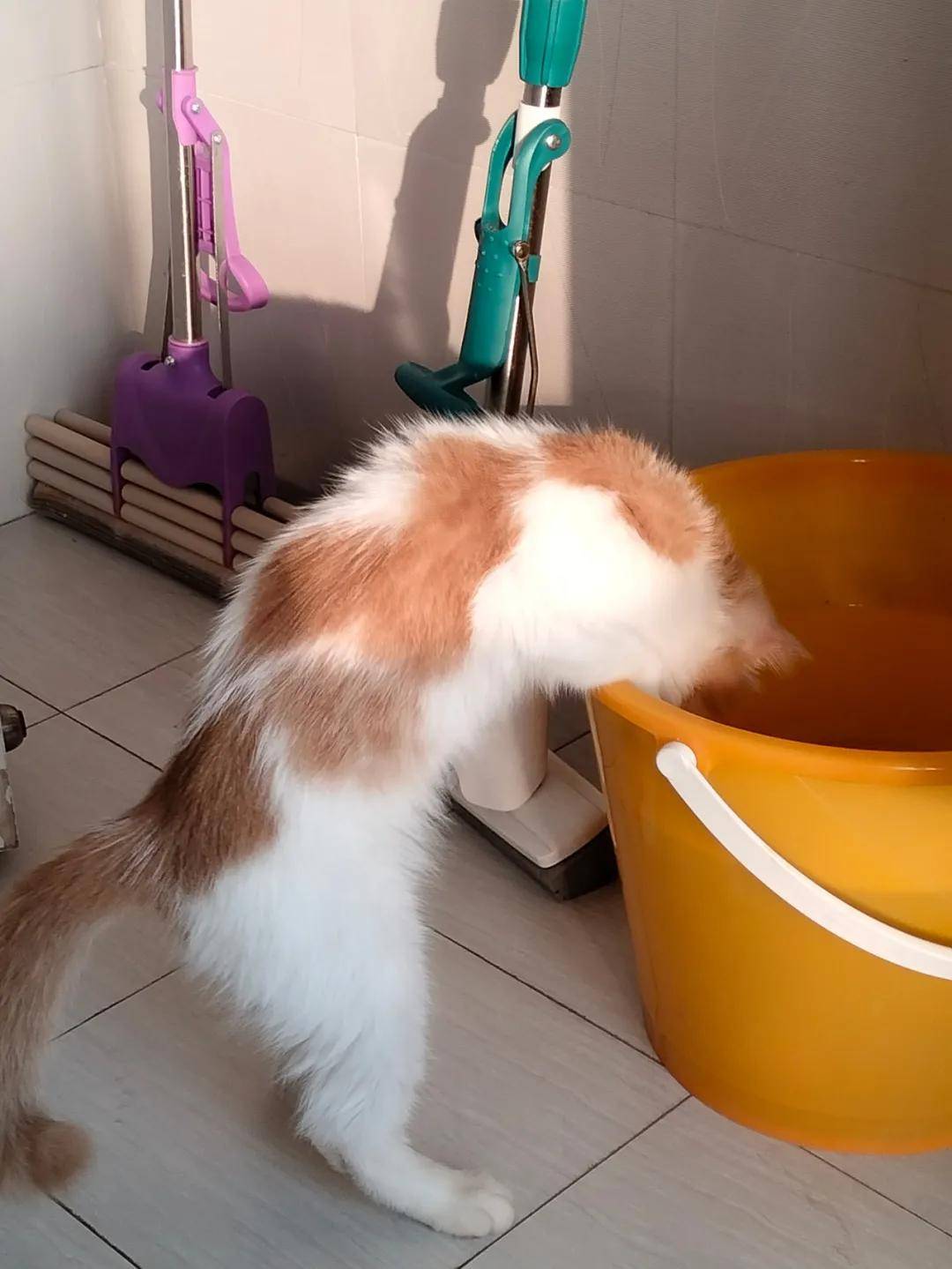 这个家伙竟然用大桶喝水