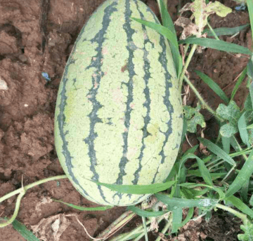 西瓜熟没熟的技巧 8213492ba03f43f4b37a8d79872fe8ad.png