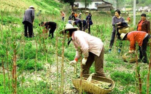 我国|它在国内的名气很大,80后将它当零食,12元一斤,国外却臭名昭著