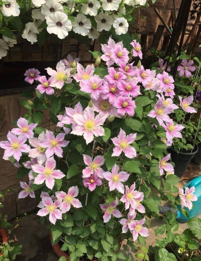 ad50e655d19b48b0aedbb9c29b066291.jpeg