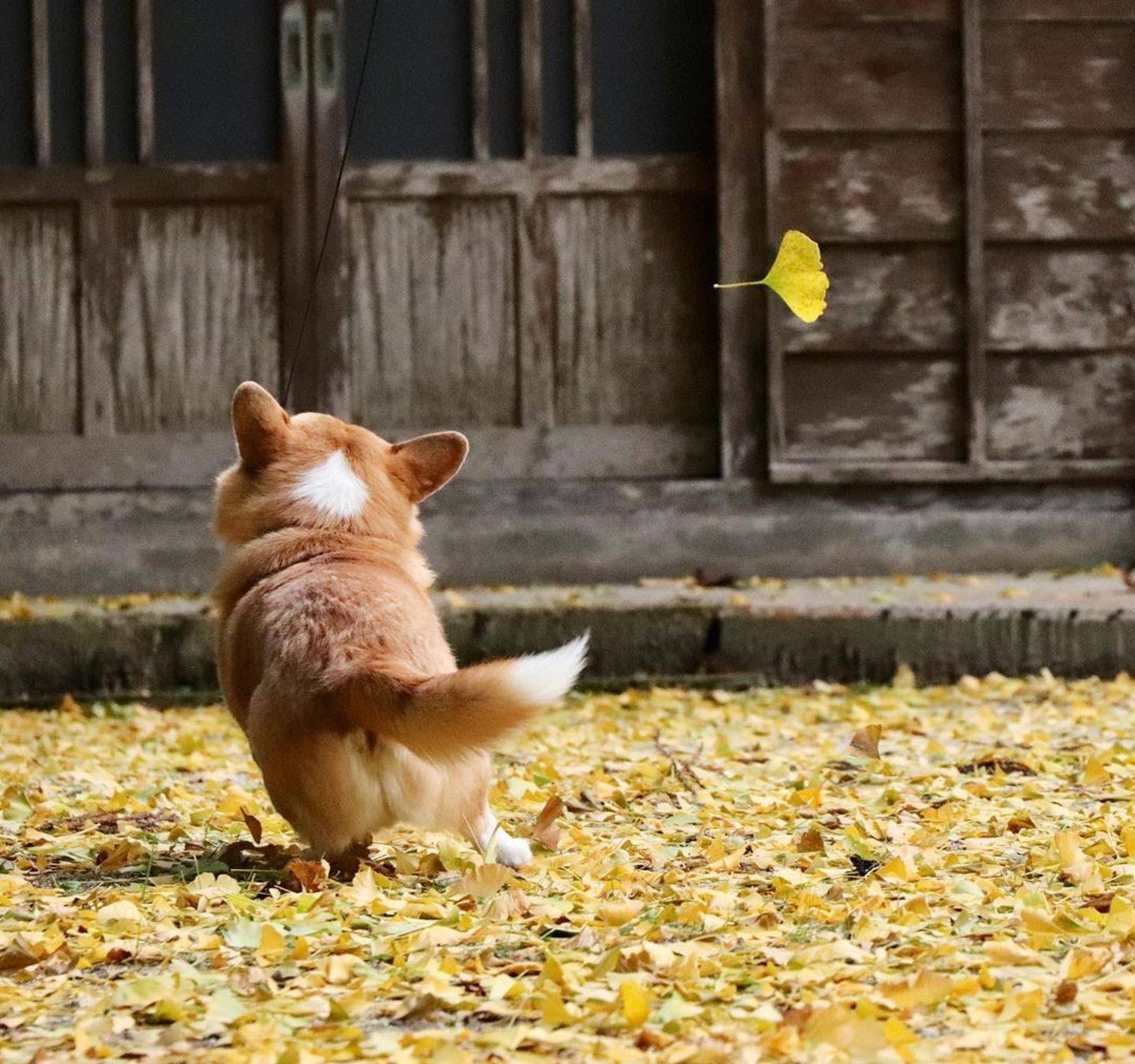 Gen|表情包柯基不敌病魔，5年来一直分享快乐！主人：开心送它离开