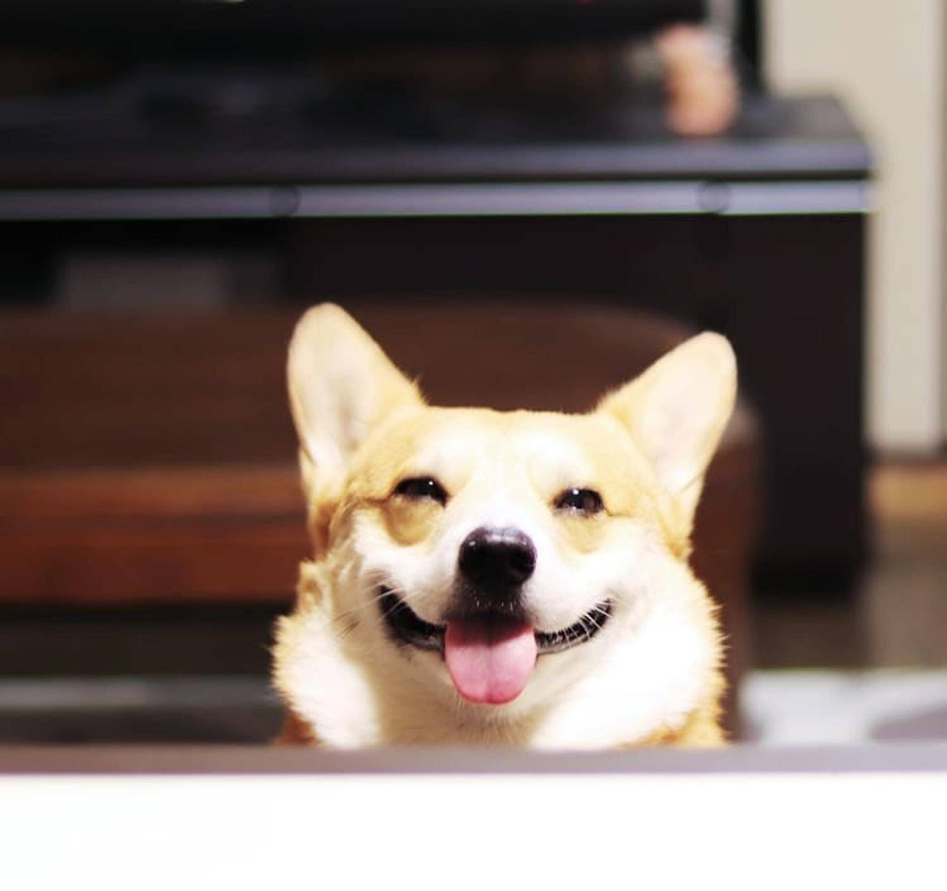 Gen|表情包柯基不敌病魔，5年来一直分享快乐！主人：开心送它离开