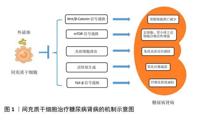 肾脏|研究发现，干细胞治疗肾脏疾病主要通过其免疫调节功能及抗炎作用