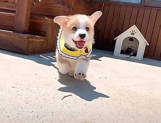 是一种|高萌预警!一场小柯基的换装秀,网友:依旧是想偷柯基的一天!