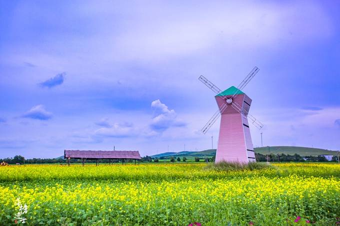 鲜花|张家口沽源有一处五花草甸，盛夏金莲花开，充满了温馨浪漫