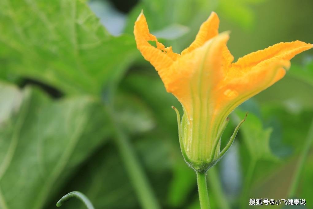 原来南瓜花也可以吃 还有几大作用 现在知道也不晚 功效