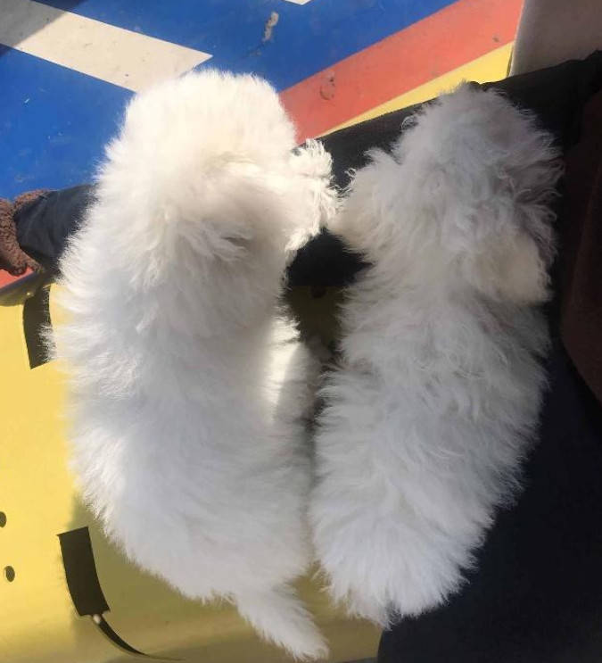 比熊犬每天都喜歡下去曬太陽，主人知道原因後，笑到「肚子疼」 萌趣萌寵 第1张