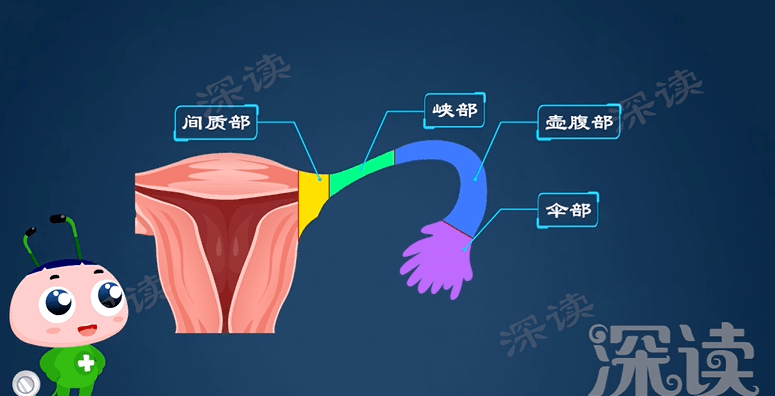 子宫附件图解图片