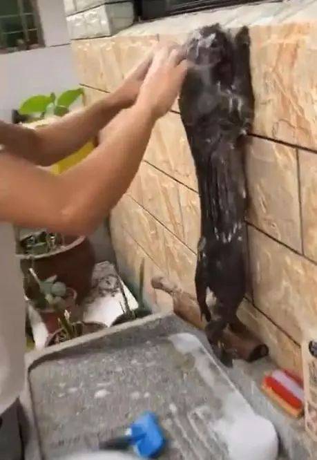 猫咪|洗澡最配合的狸花猫，两腿直立趴在墙壁上，完全失去了猫的傲气！