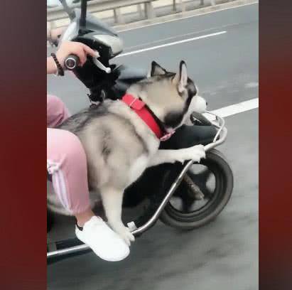 缺点|主人骑电动车出去, 二哈非要跟着, 上车之后的反应让人笑喷了!