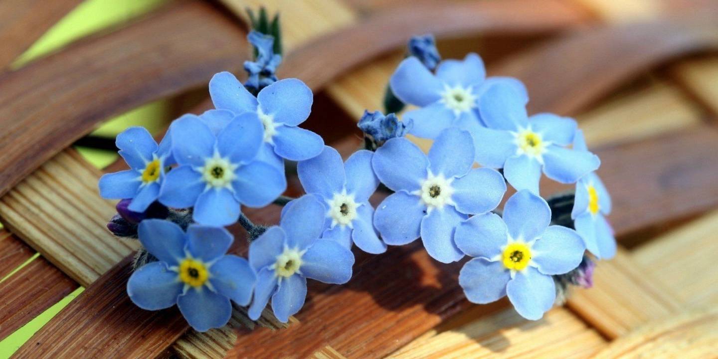 如何制作干花不变色不变黄 33cb4eb252f644ddaa066bb543569df1.jpeg