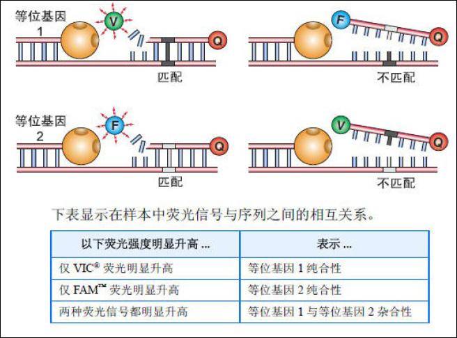 【实验】Taqman探针法原理(定量PCR)_检测