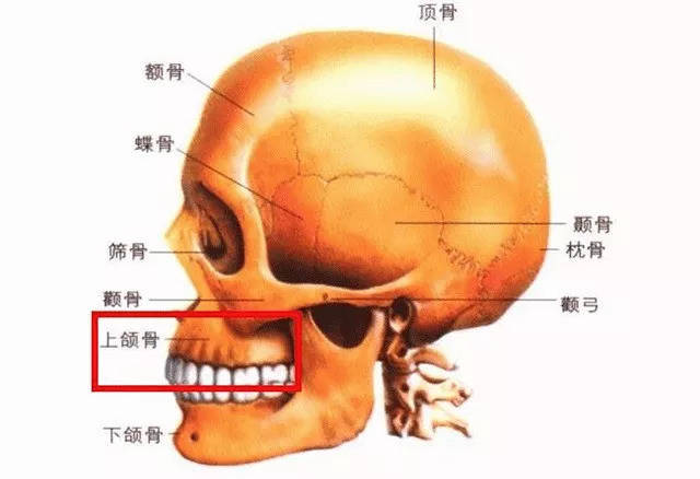 整形|高圆圆、杨紫都有鼻基底凹陷的bug？学会提亮技巧，效果堪比整形