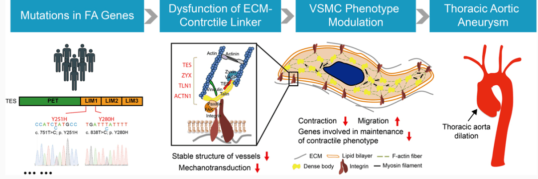 原文检索 variants of focal adhesion scaffold genes cause