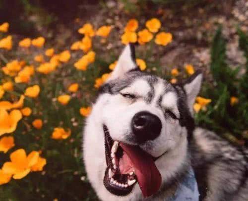 缺点|主人骑电动车出去, 二哈非要跟着, 上车之后的反应让人笑喷了!