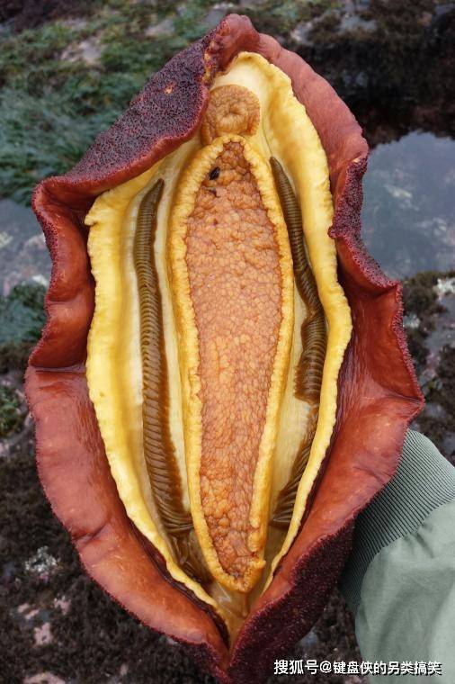 装有金属器官的动物被发现,看起来还很美味,就是不好吃_石鳖