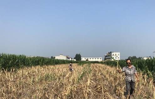 老张|10亩玉米一夜全部枯死,农民欲哭无泪赶紧报警,警方:人为破坏!