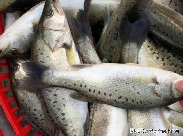 眼睛|买鲈鱼，别只知道挑大的！碰到这3种要懂得避开，搞清再买不上当